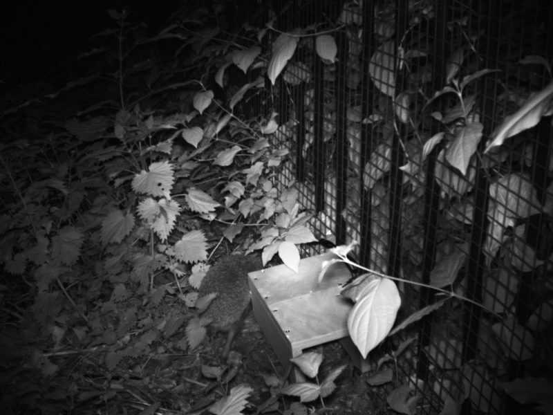 still from wildlife camera showing a hedgehog using an habi-sabi hedgehog gate